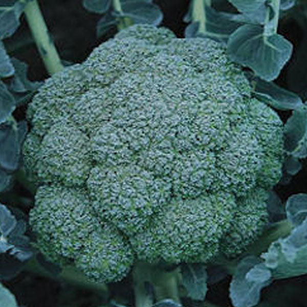 Broccoli Clifton Seed Company