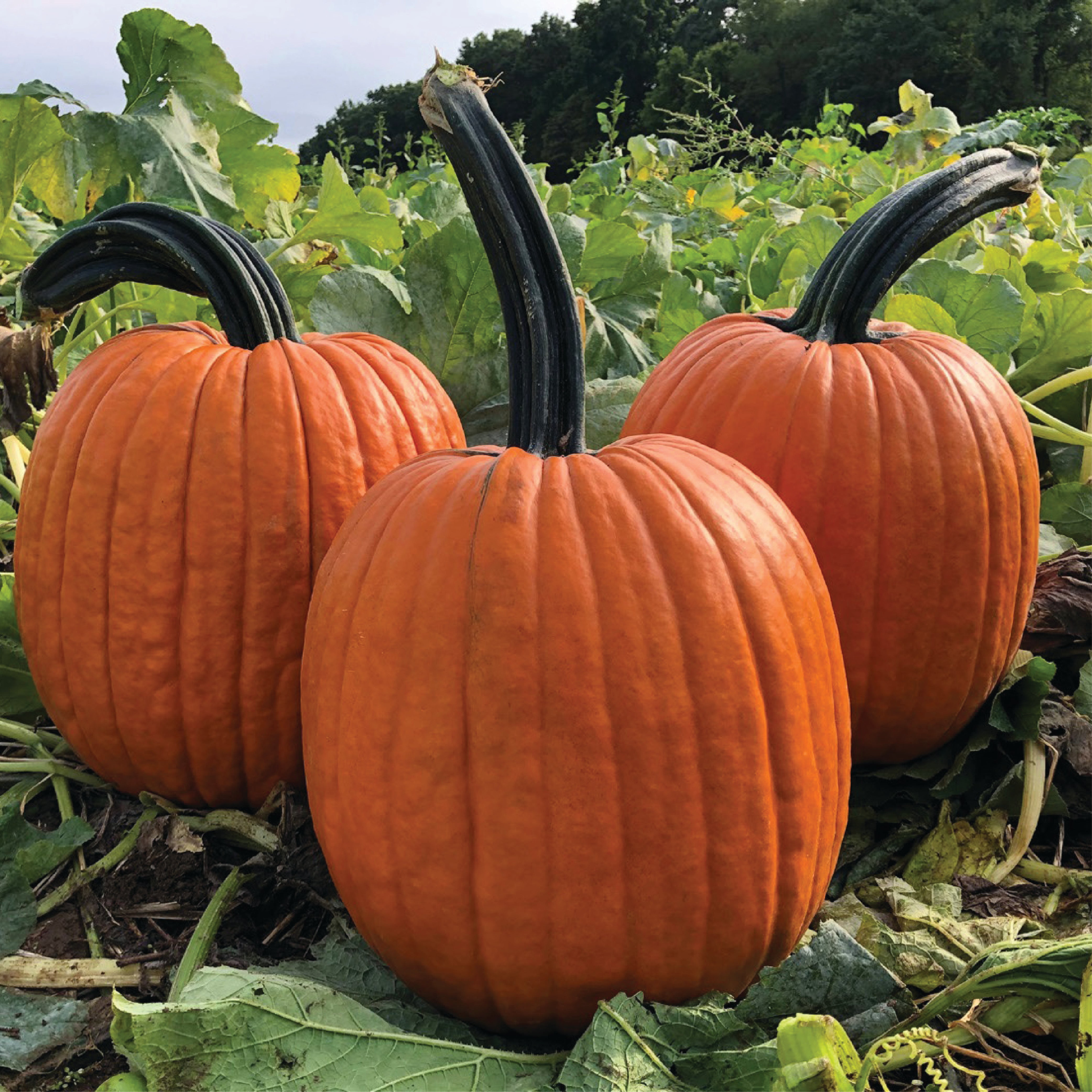 Adonis Clifton Seed Company