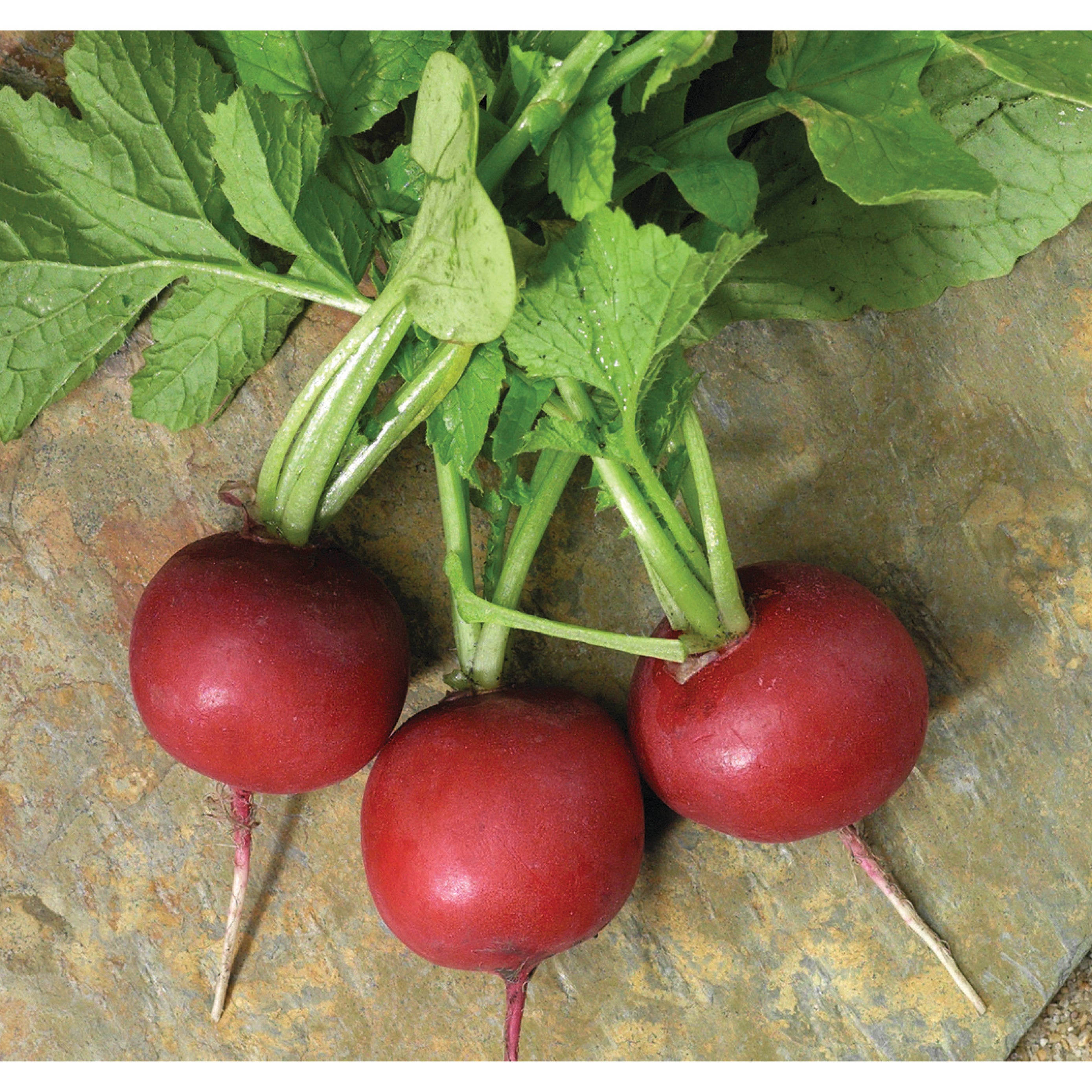 Crunchy Royale Clifton Seed Company