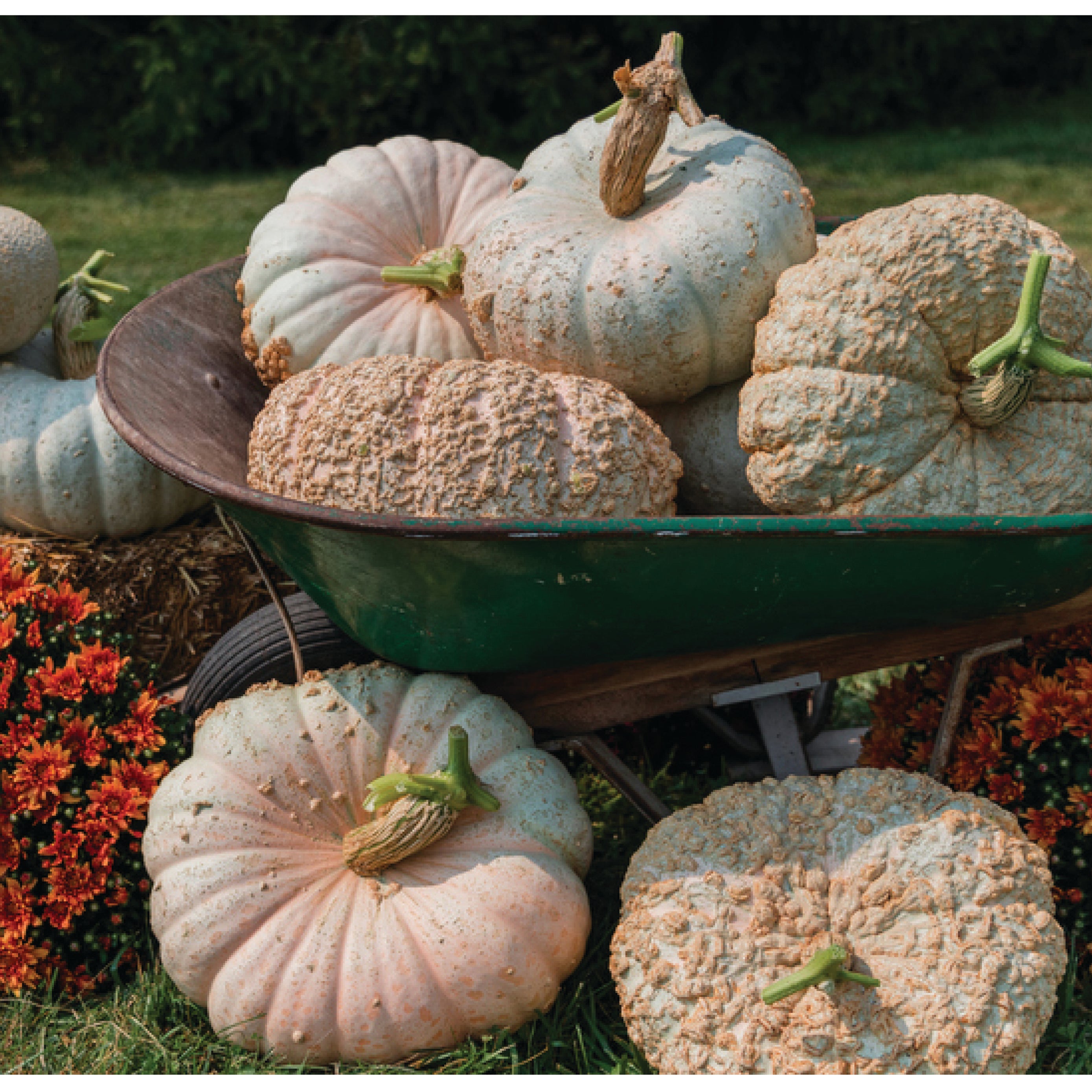 Funnel Cake Clifton Seed Company