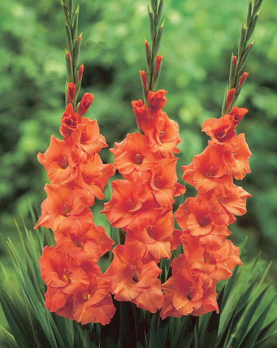 Gladiolus, Large Flowering Pisa Clifton Seed Company