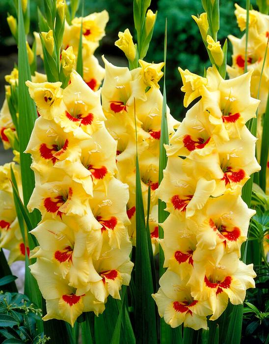 Gladiolus, Large Flowering Platini Clifton Seed Company