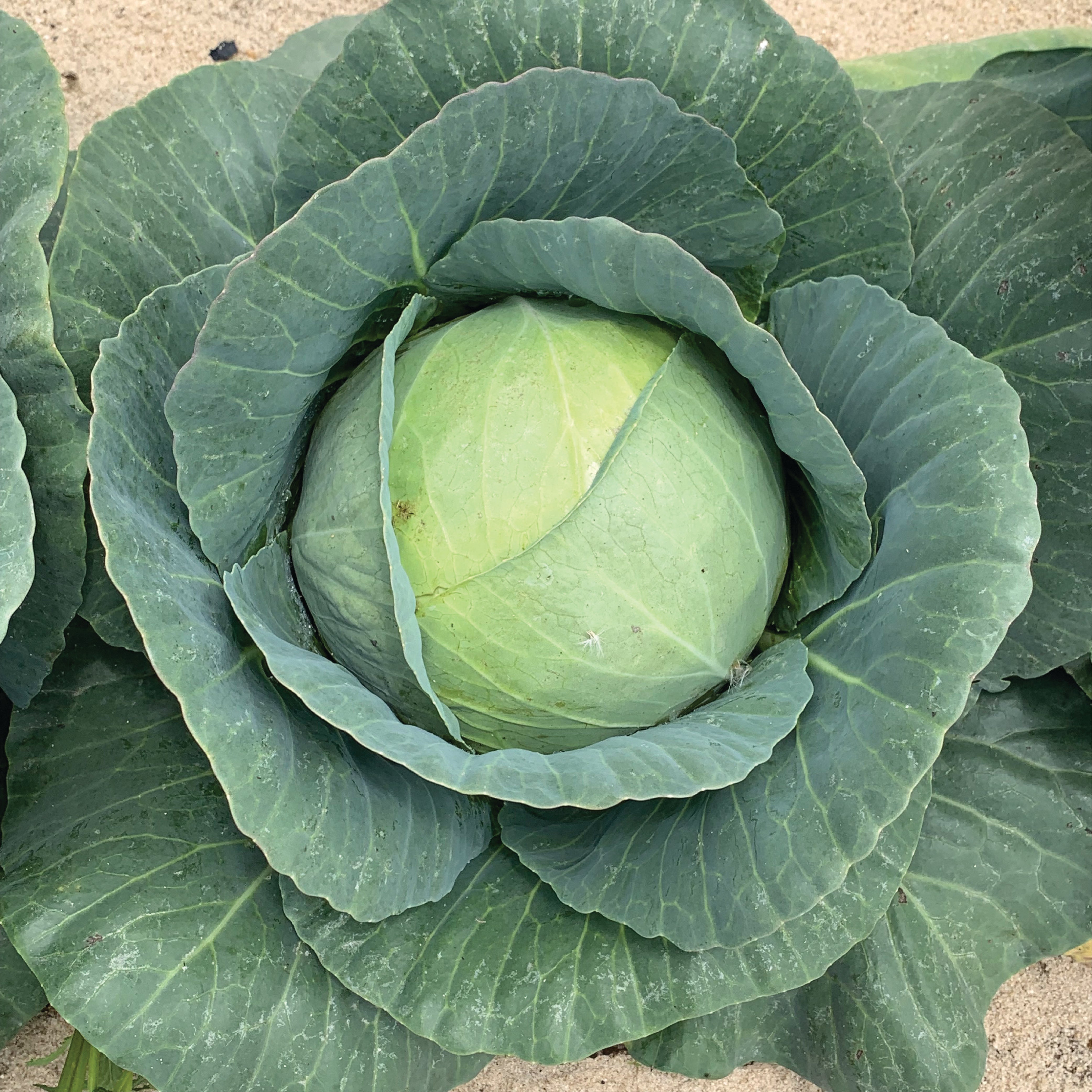 Green Voyager Clifton Seed Company