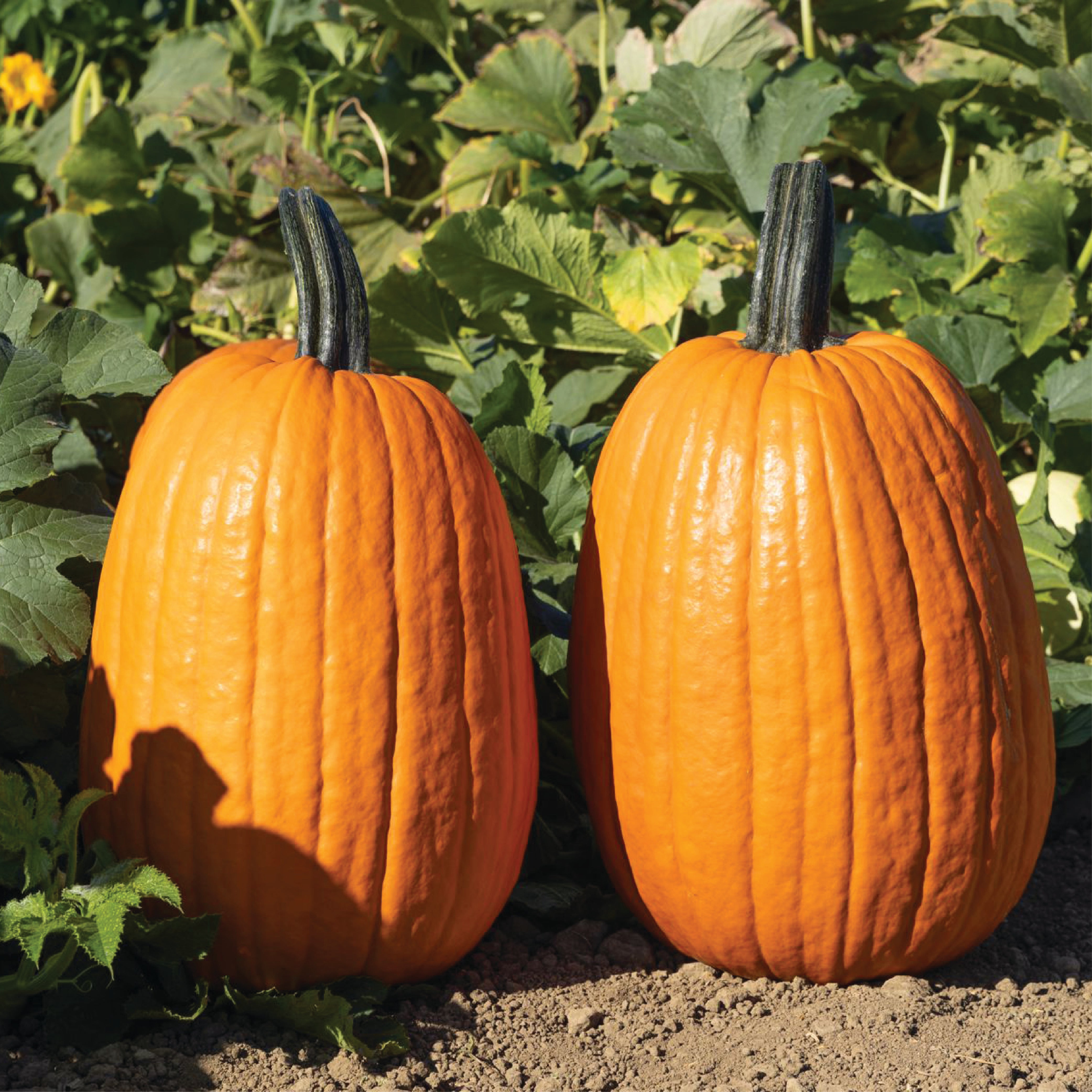 Griffin Clifton Seed Company