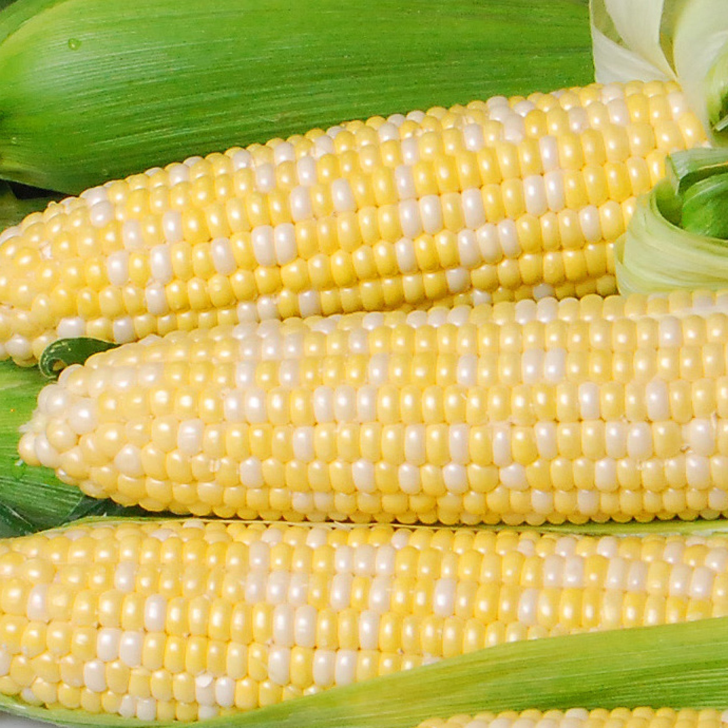 Nirvana Clifton Seed Company