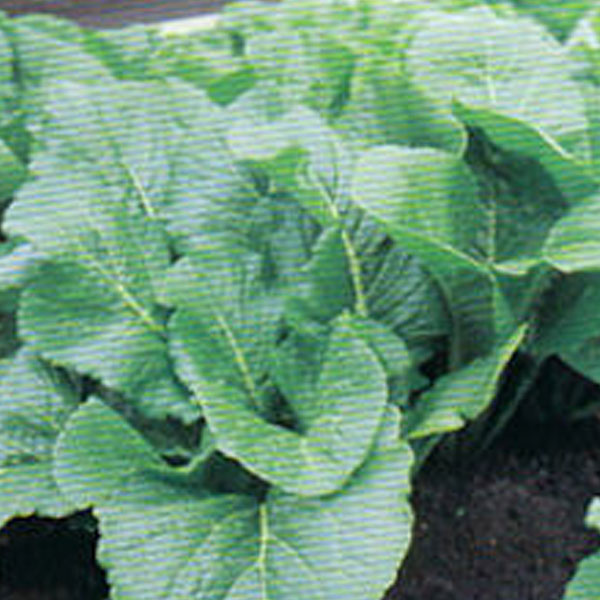 Alamo – Clifton Seed Company