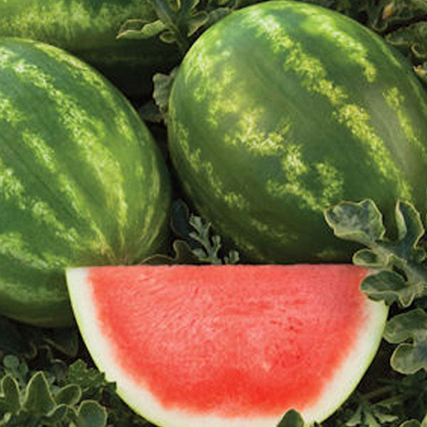 Captivation Clifton Seed Company