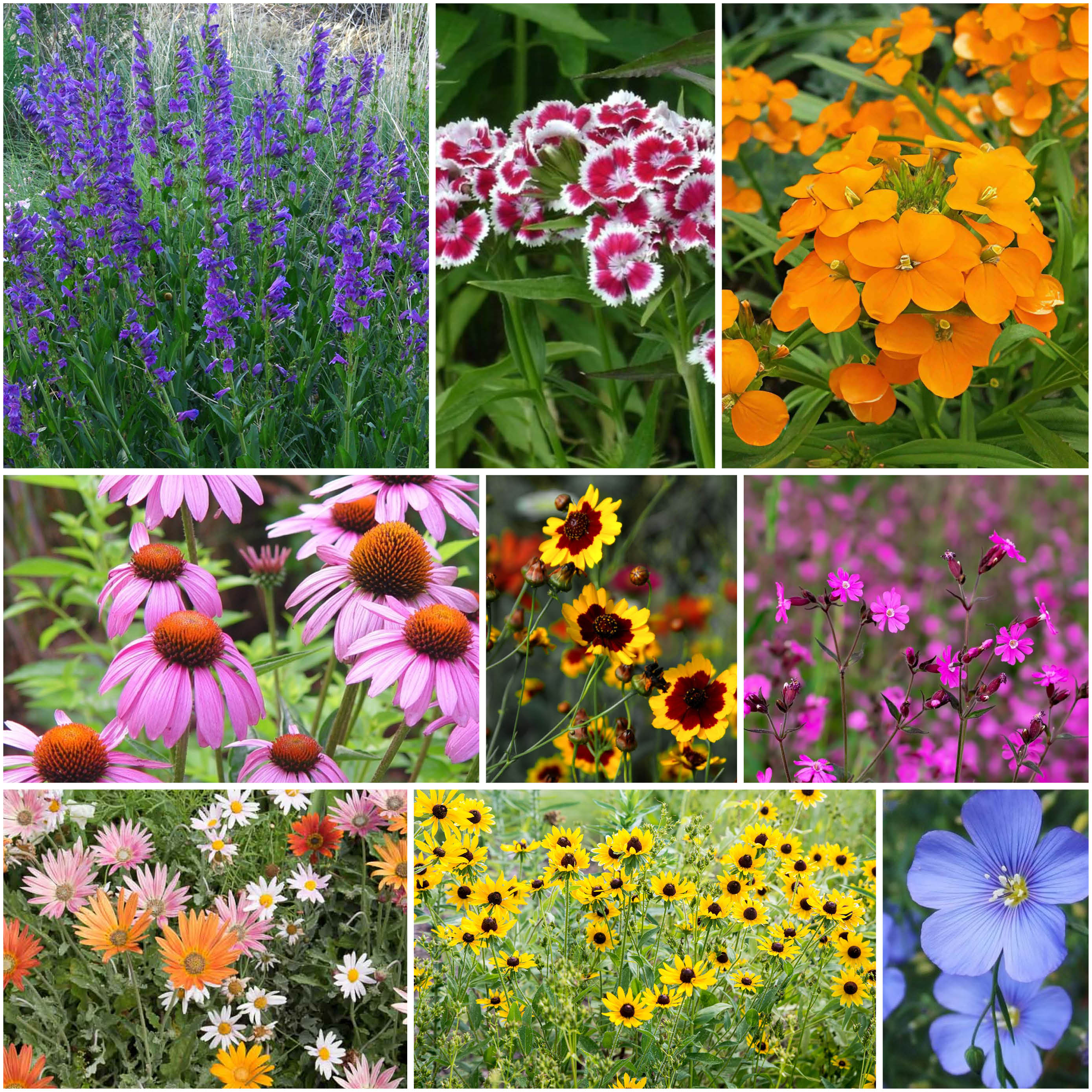 Dryland Wildflower Mix Clifton Seed Company