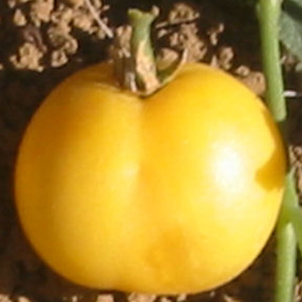 Garden Peach Tomato Seeds - Heirloom, Full Sun, Summer Harvest