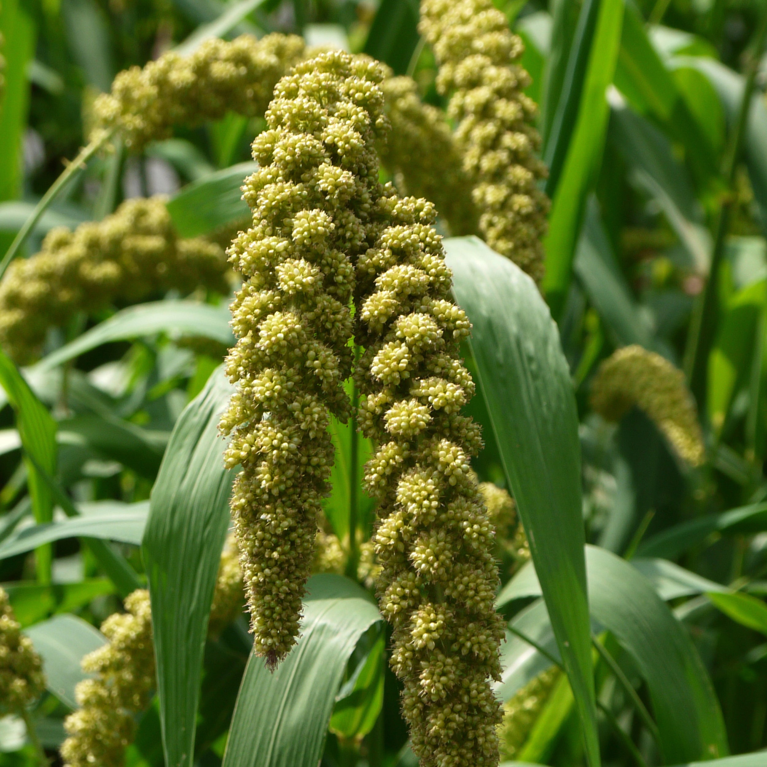 ☆millet☆ Japanese Millet – Clifton Seed Company