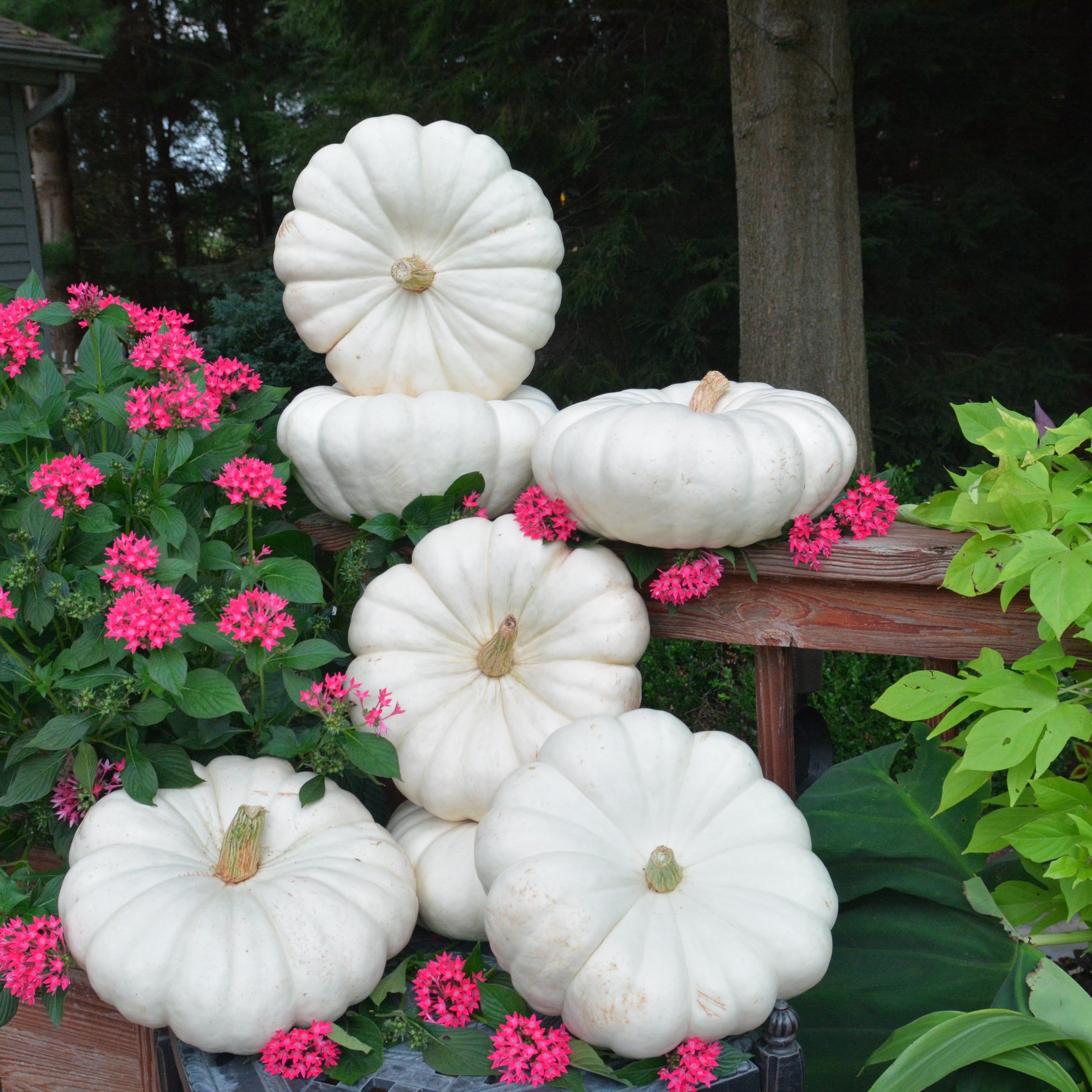 Moon Light Clifton Seed Company