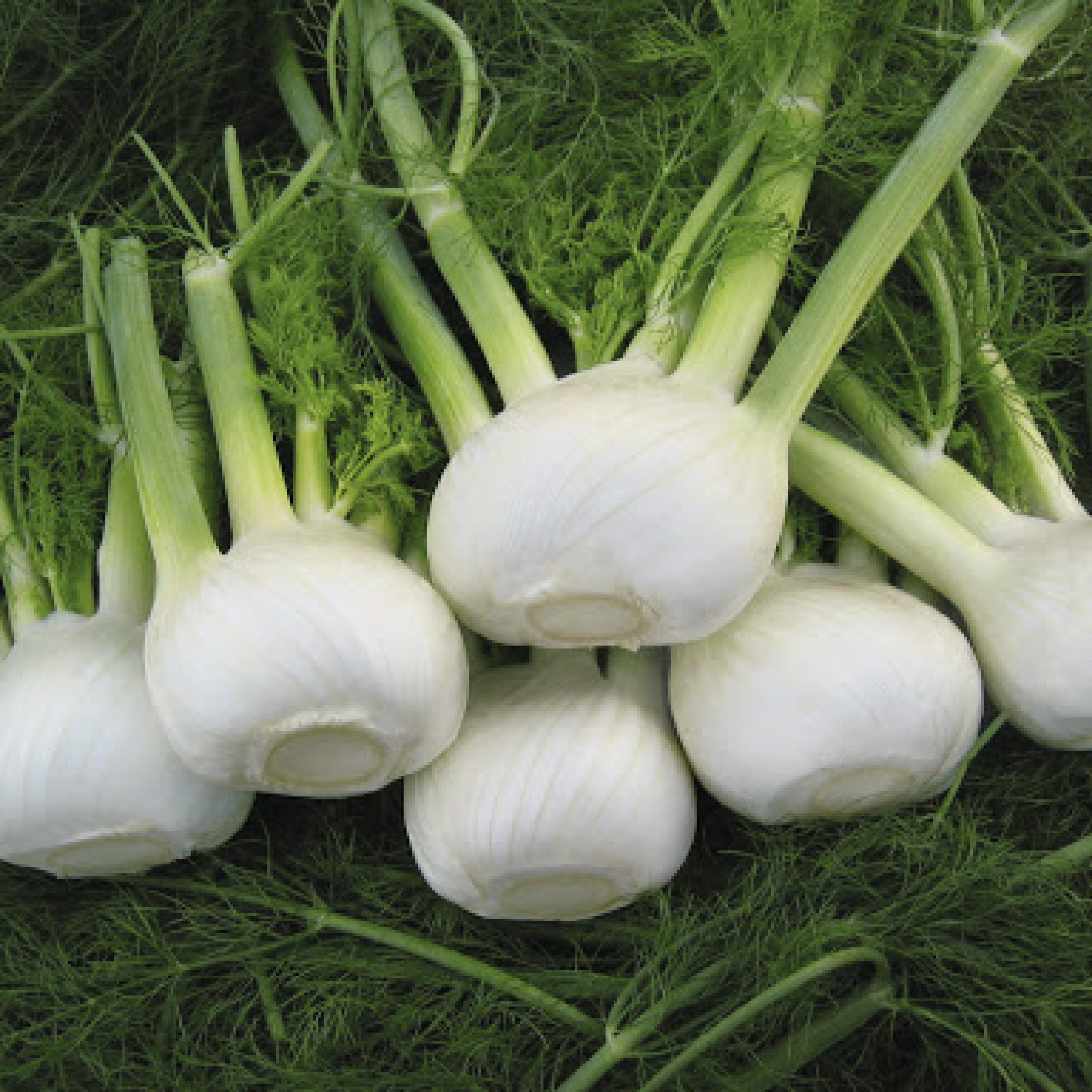 Orion F1 Clifton Seed Company