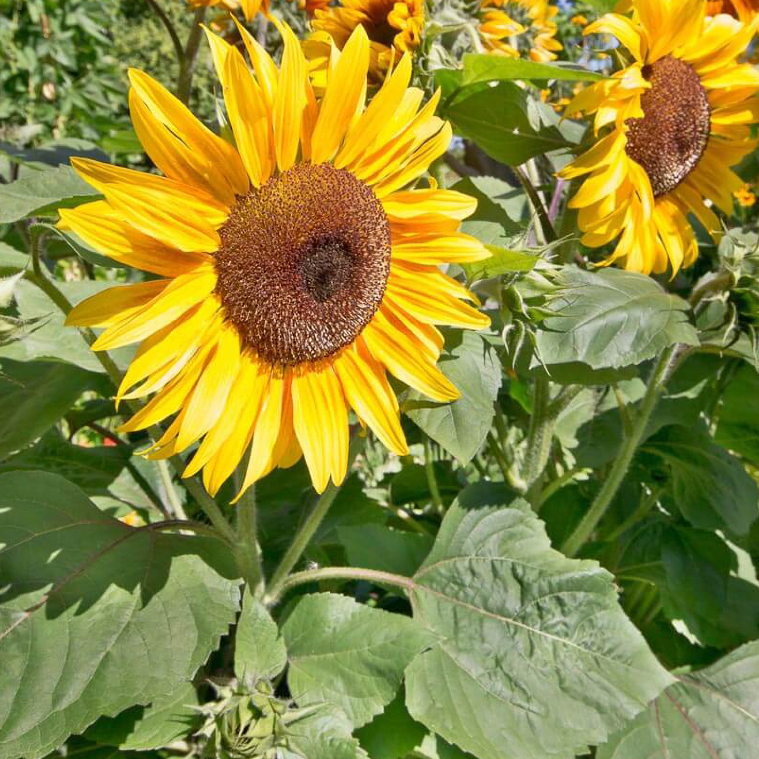 planting peredovik sunflower seeds Peredovik – Clifton Seed Company