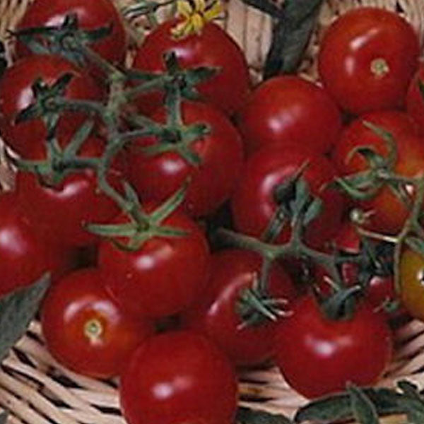 Red Cherry Large, Tomato