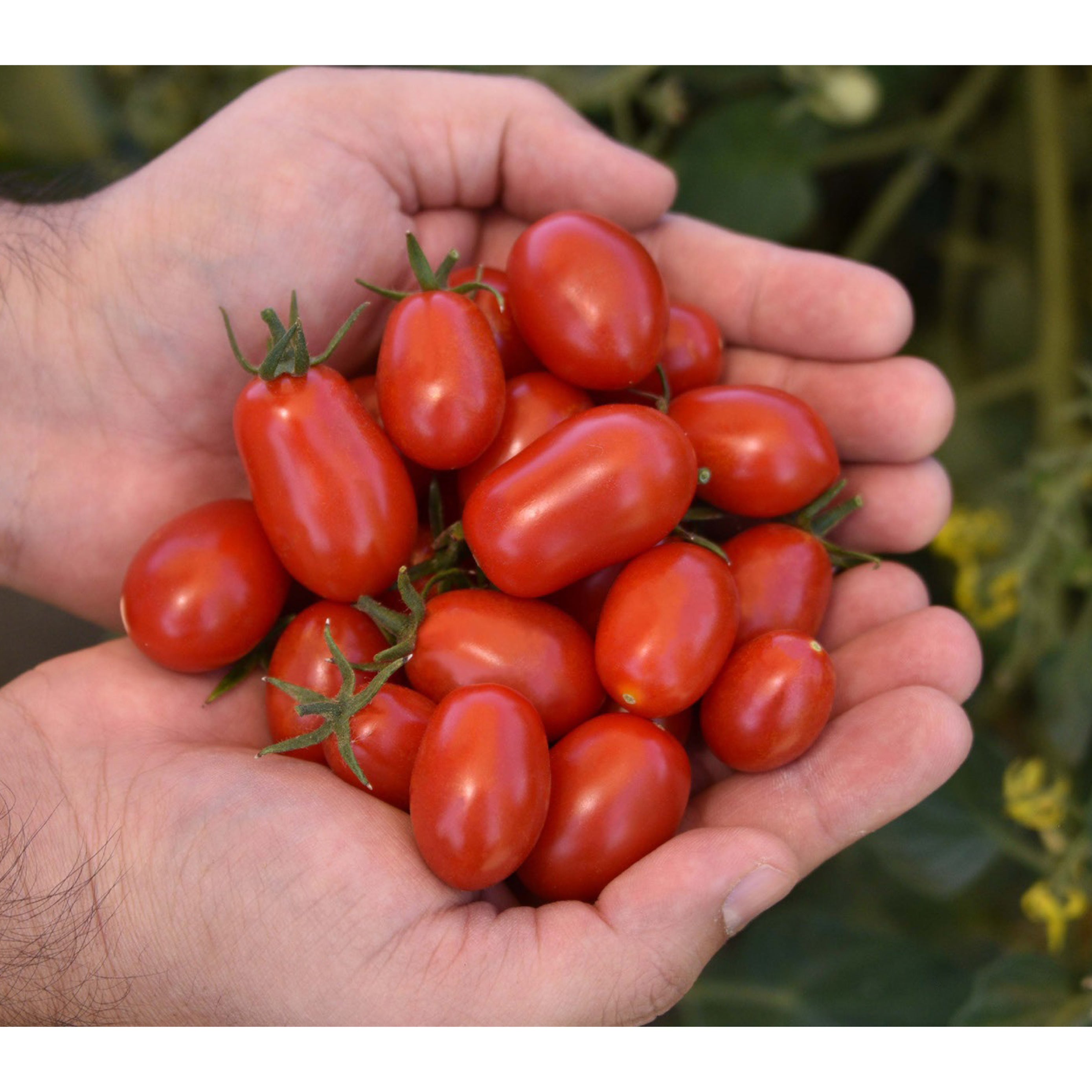 Red Coral Clifton Seed Company