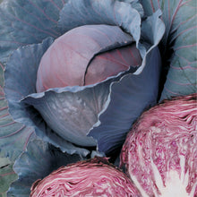 Load image into Gallery viewer, Red Dynasty