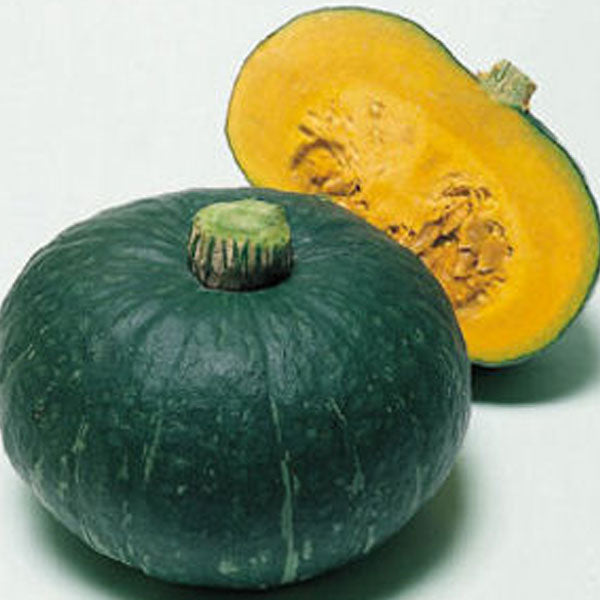 Sweet Mama – Clifton Seed Company