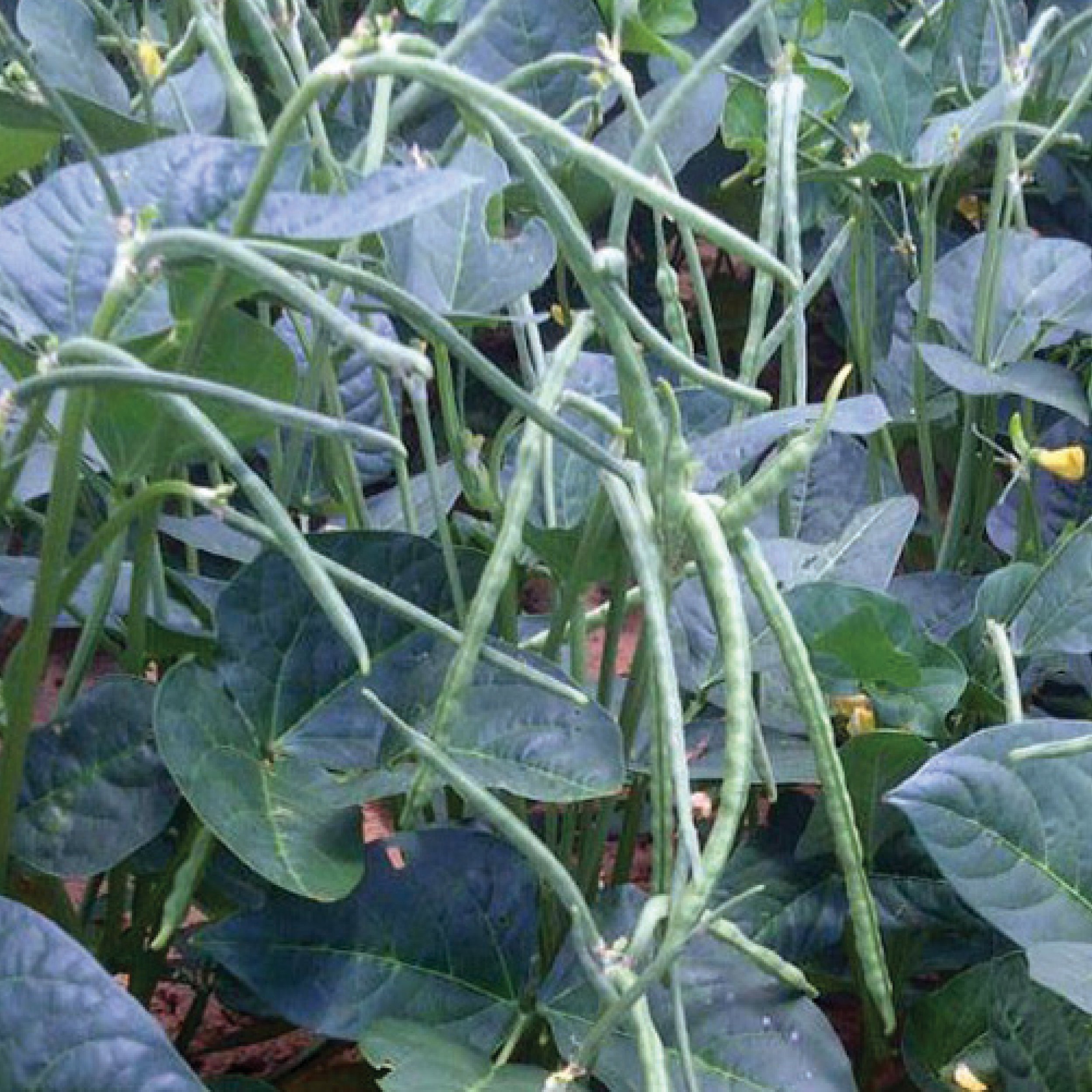 Texas Cream 8 Clifton Seed Company