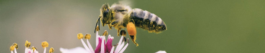 Pollinator Plots Are All The Buzz
