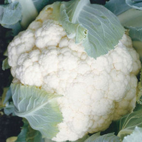 Cauliflower Clifton Seed Company