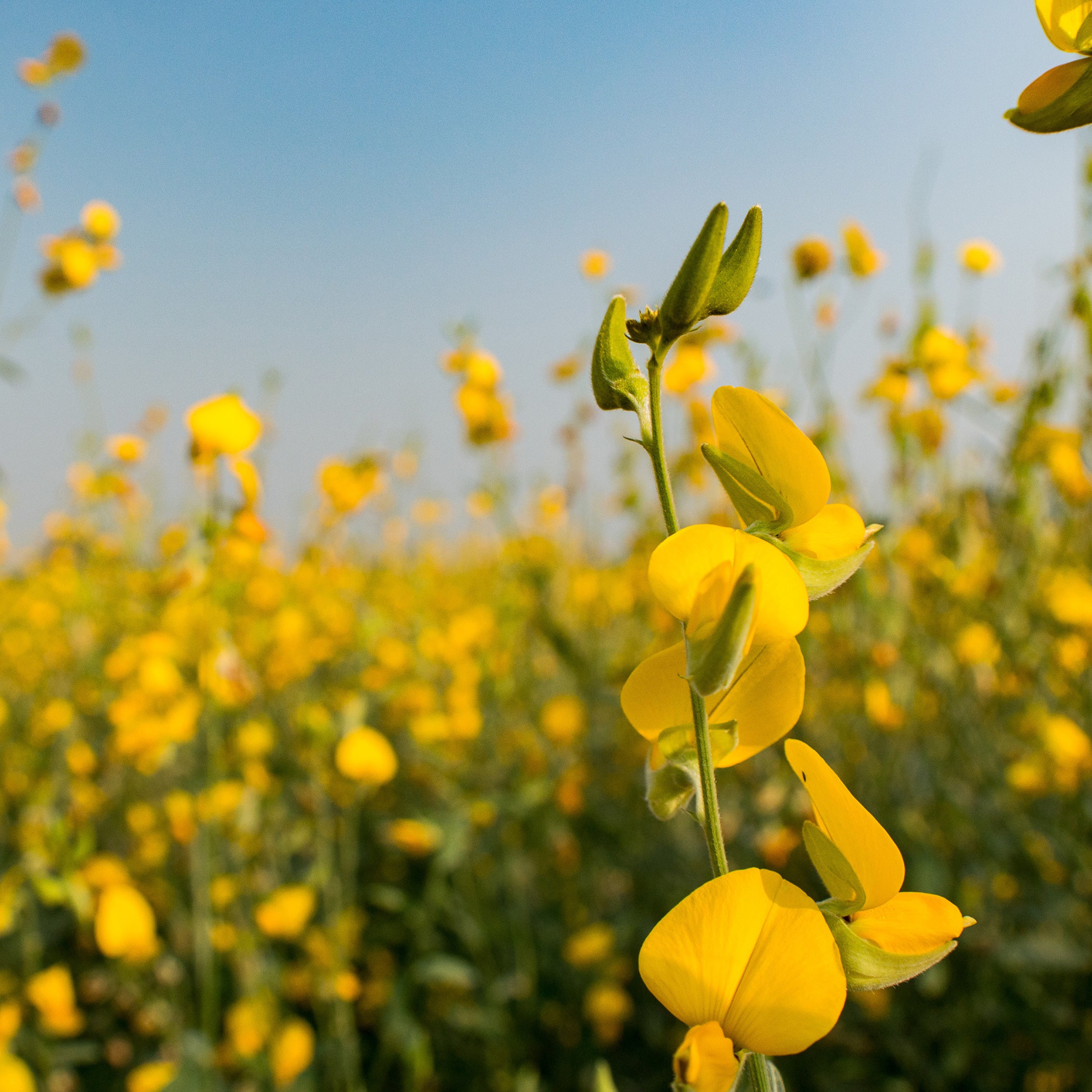 Legumes Clifton Seed Company