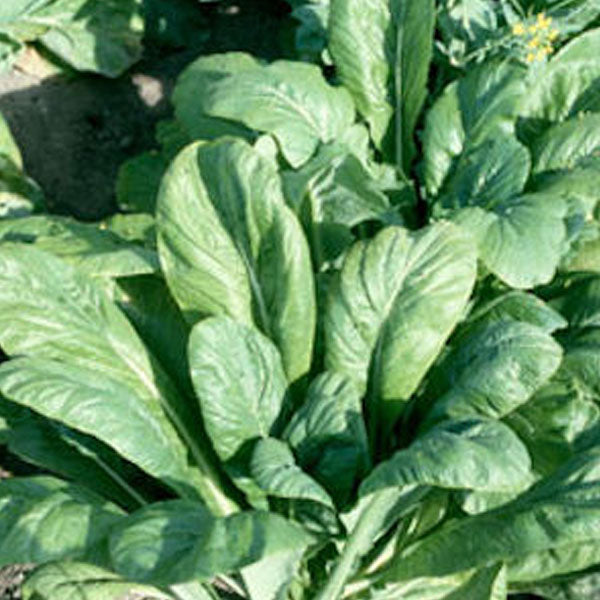 Mustard Clifton Seed Company