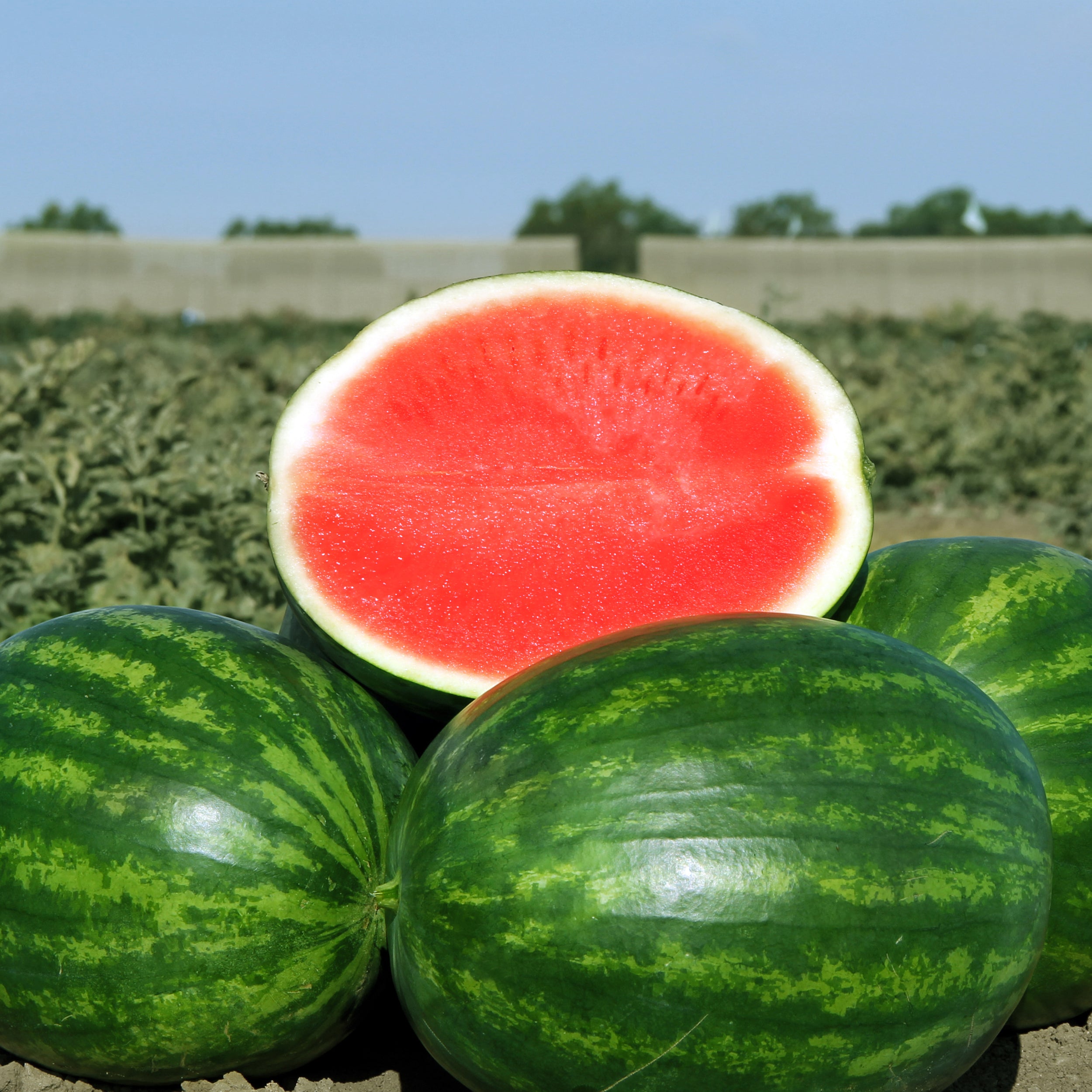 Watermelon – Clifton Seed Company