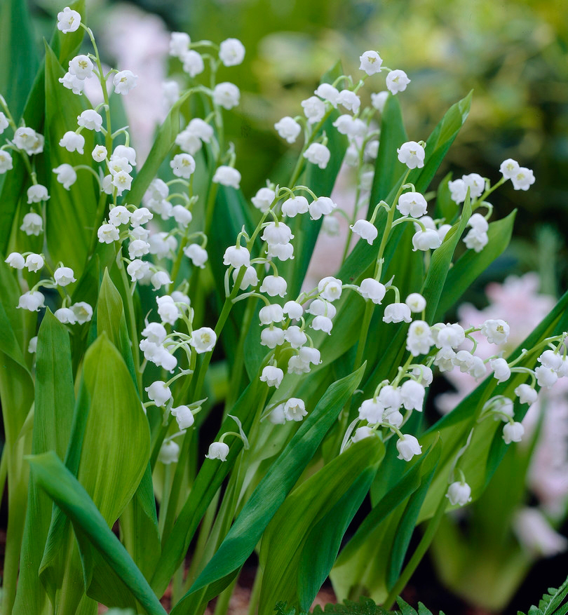 Convallaria Majalis 'Lily of the Valley'