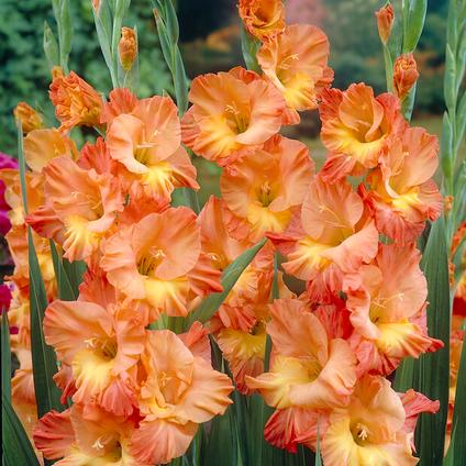 Gladiolus, Large Flowering 'Conca d'Oro'