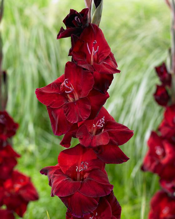 Gladiolus, Large Flowering 'First Blood'