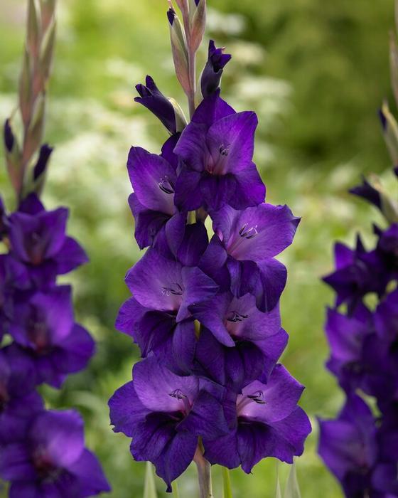 Gladiolus, Large Flowering Purple Flora