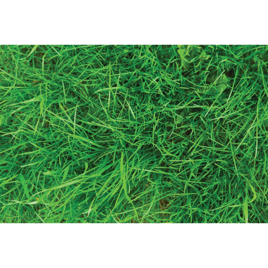 Gulf Annual Rye Grass