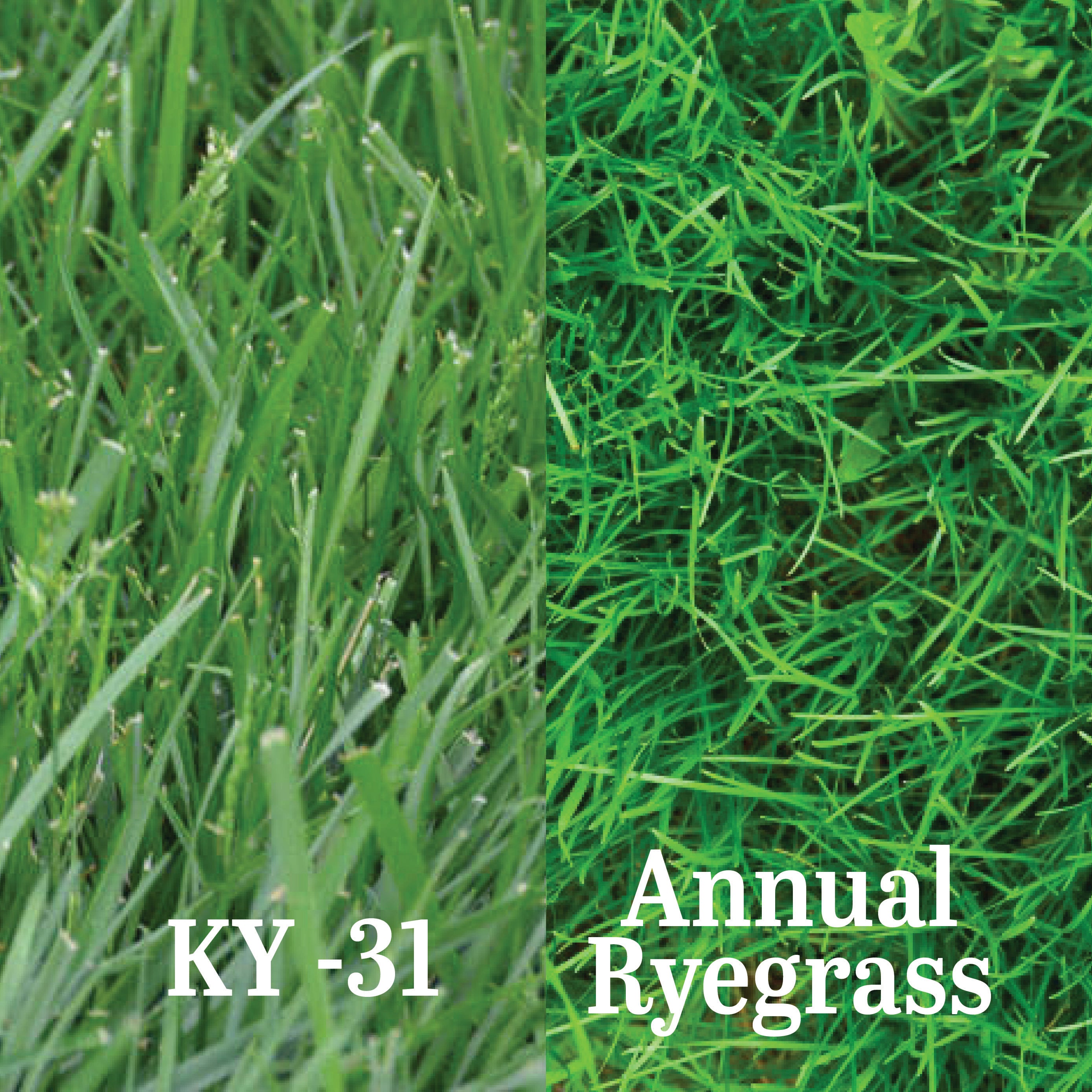 Contractors Mix 70/30 Clifton Seed Company