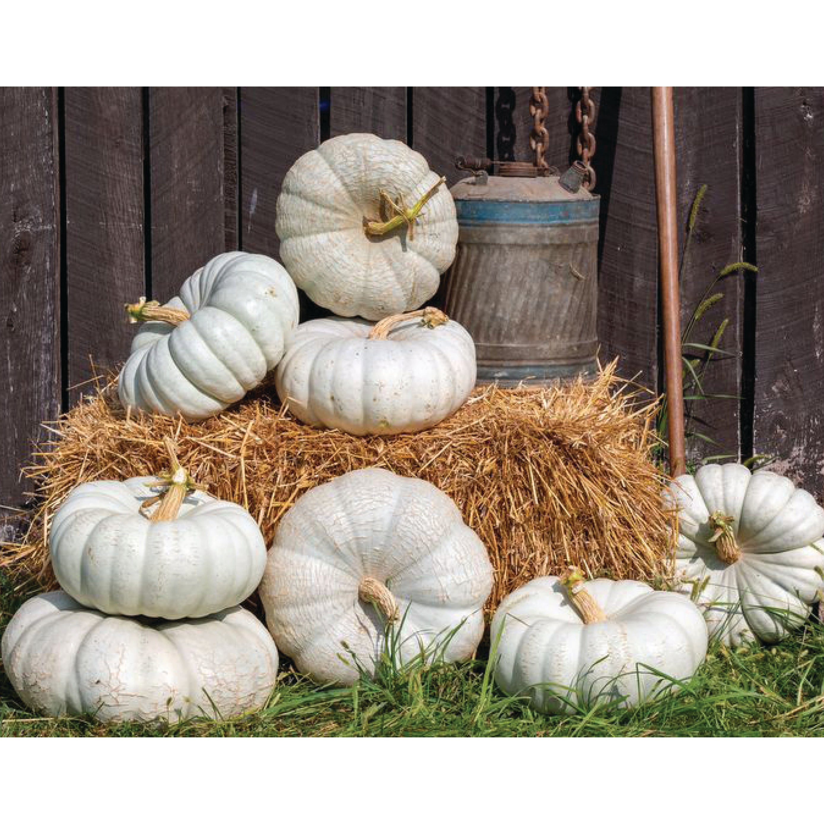 Lunar Shadow Clifton Seed Company