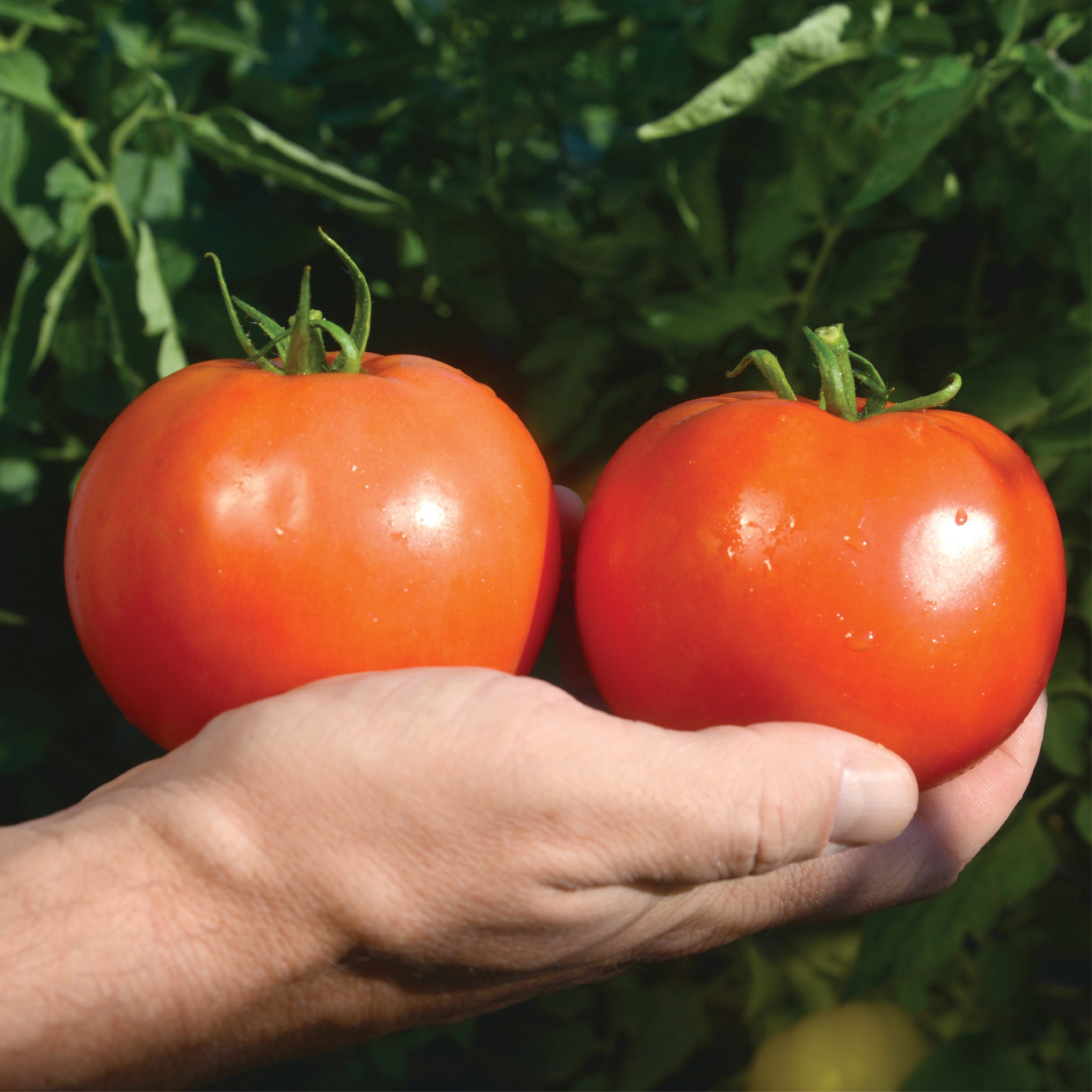 Mountain Fresh Plus – Clifton Seed Company