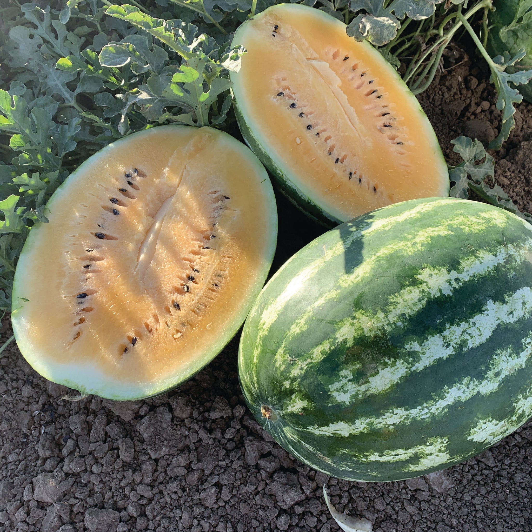 Watermelon – Tagged 
