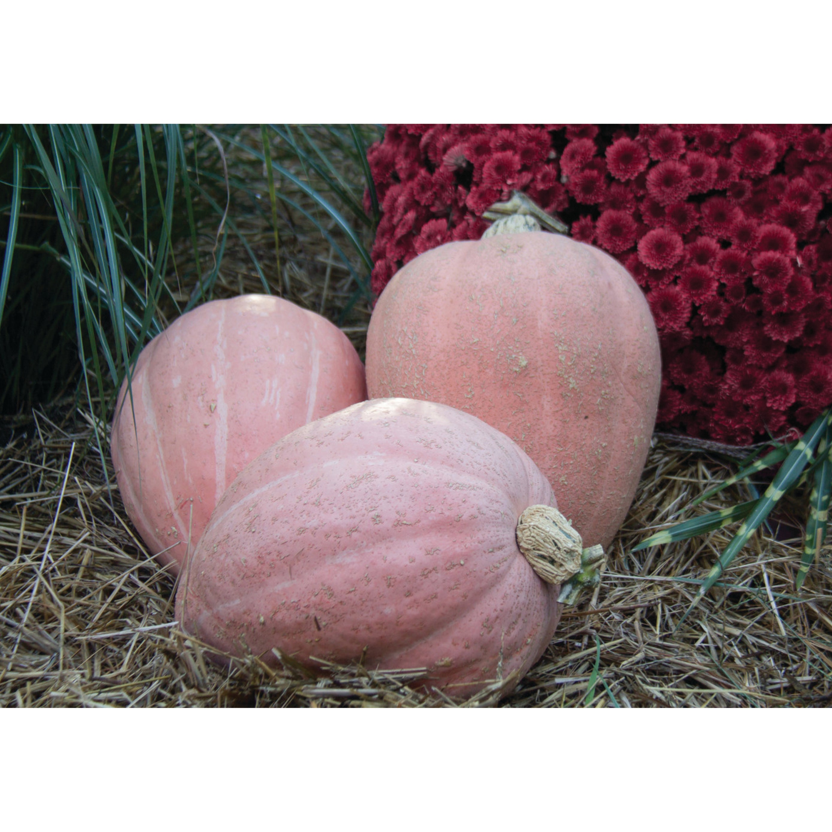 Pink Hearts Clifton Seed Company