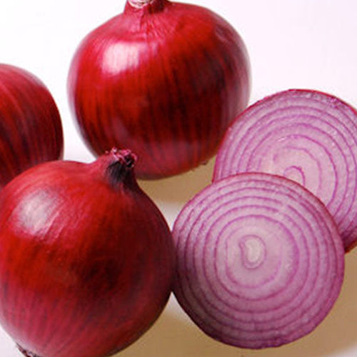 Onion Clifton Seed Company