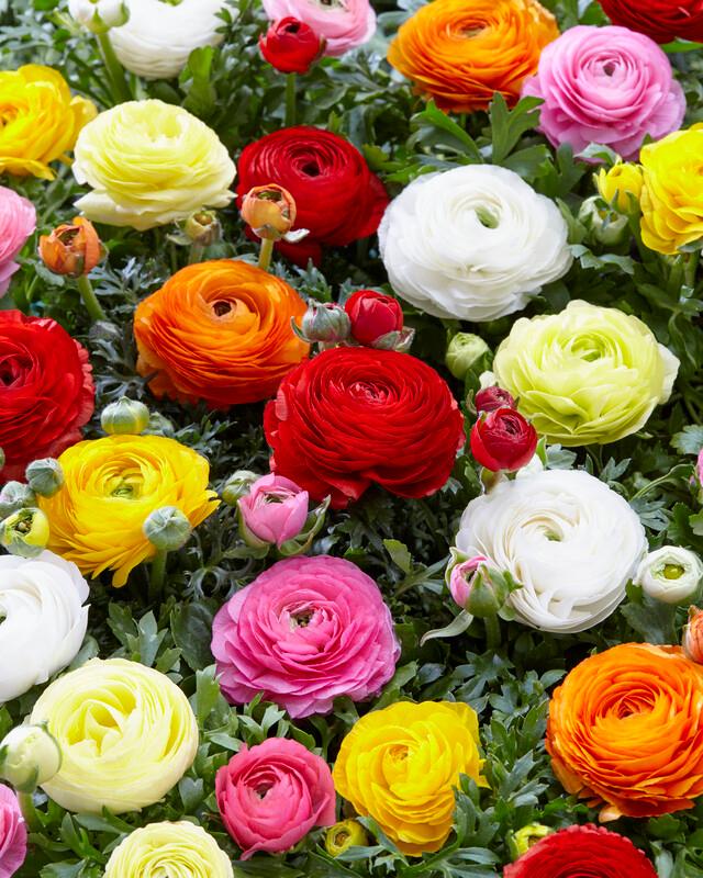 Ranunculus Aviv Mixture Clifton Seed Company