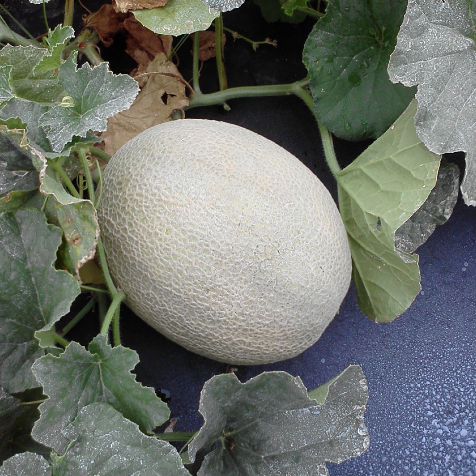 ALL – Clifton Seed Company