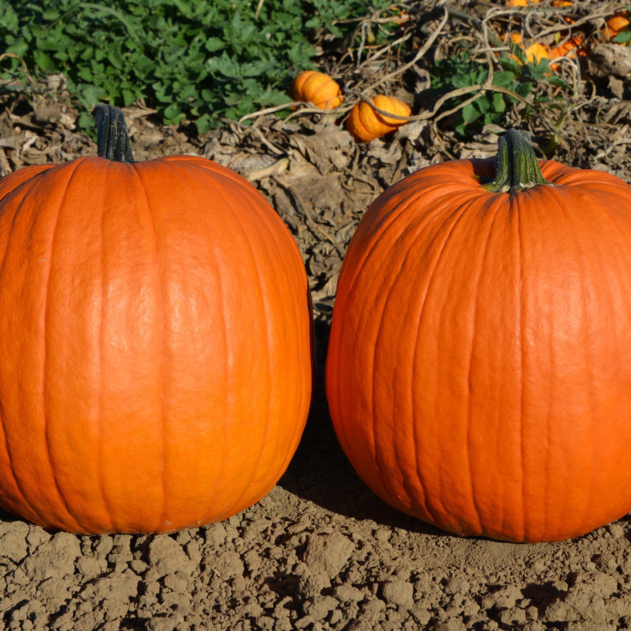 pumpkinホワイト キャビネット Amazon.com : Cotton Candy Pumpkin Seeds for Planting (10