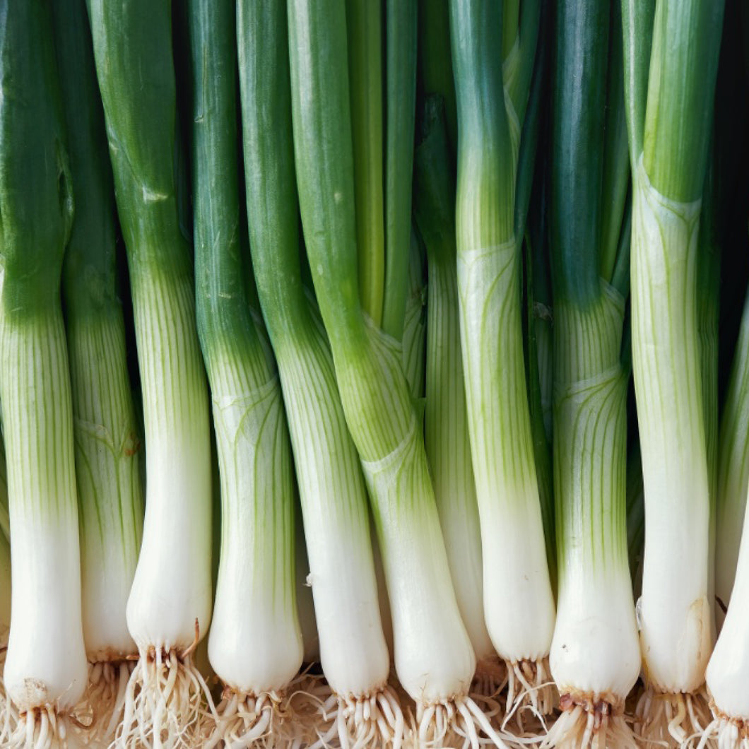 American Flag, Leek