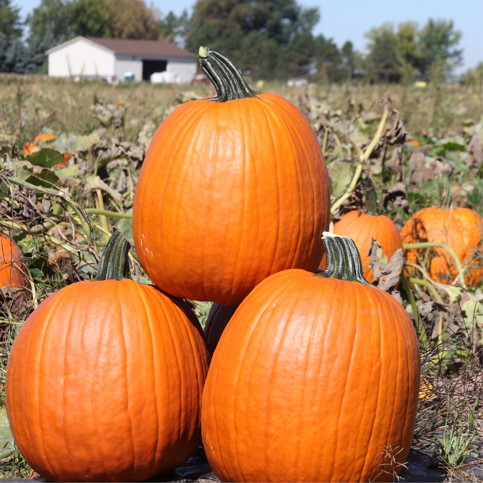 Pumpkin – Clifton Seed Company