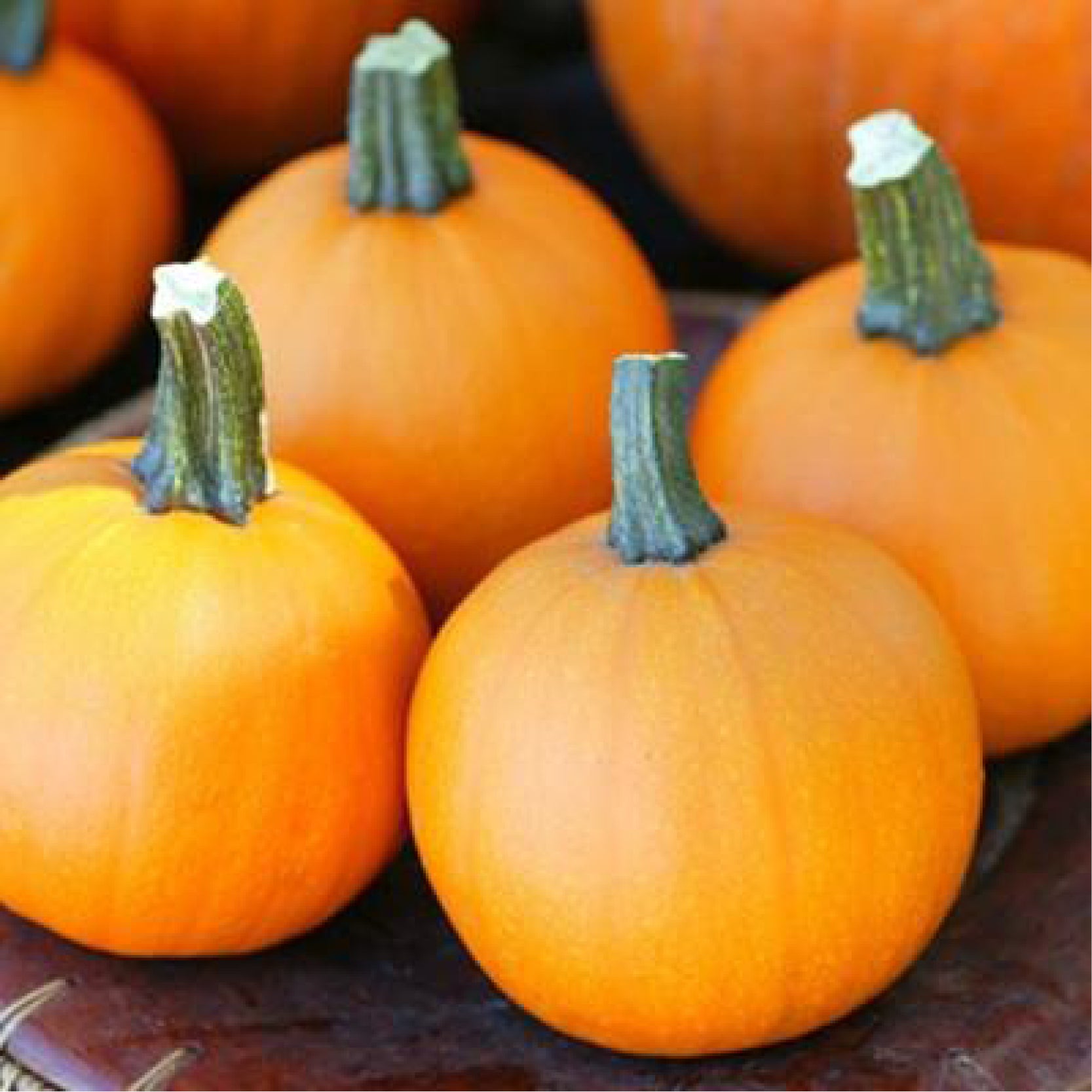 Pumpkin – Clifton Seed Company
