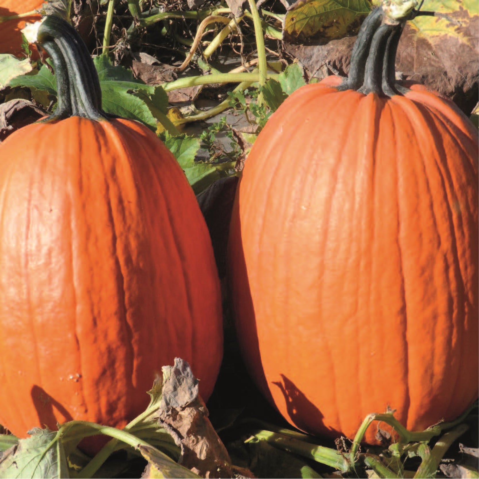 Pumpkin – Clifton Seed Company