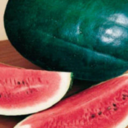 Watermelon Clifton Seed Company