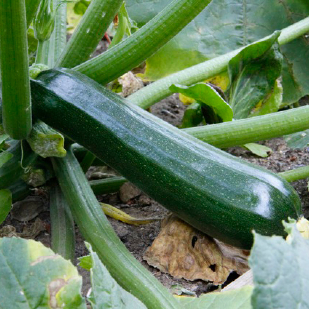 Black Beauty, Squash