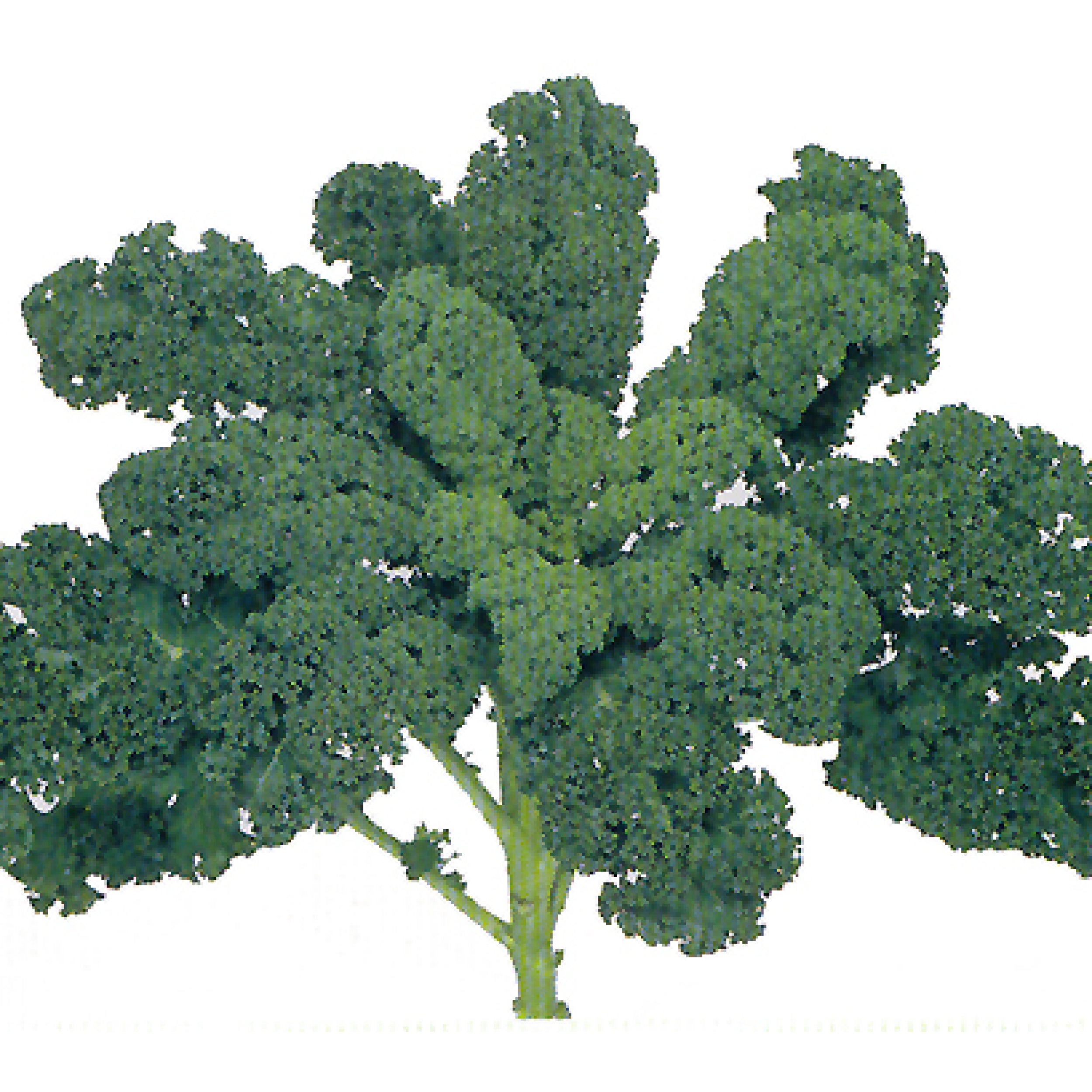 Blue Ridge – Clifton Seed Company