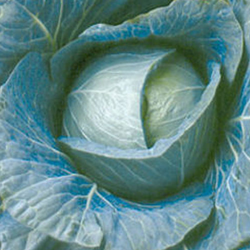 Cabbage Clifton Seed Company