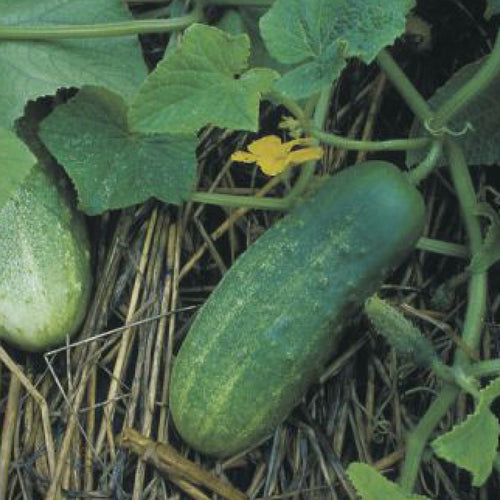 Cucumber Clifton Seed Company